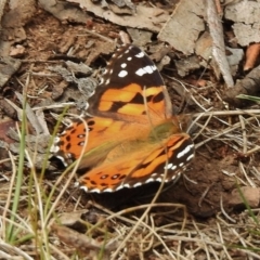 Vanessa kershawi (Australian Painted Lady) at Cotter River, ACT - 10 Jan 2018 by JohnBundock