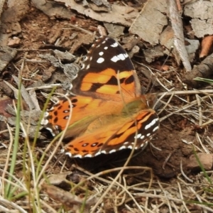 Vanessa kershawi at Cotter River, ACT - 11 Jan 2018 09:30 AM