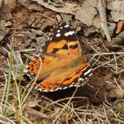 Vanessa kershawi (Australian Painted Lady) at Cotter River, ACT - 11 Jan 2018 by JohnBundock