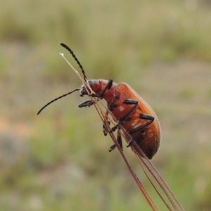 Ecnolagria grandis at Michelago, NSW - 26 Dec 2017 01:04 PM