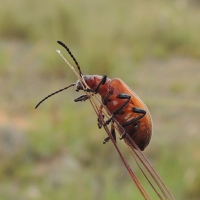 Ecnolagria grandis (Honeybrown beetle) at Michelago, NSW - 26 Dec 2017 by MichaelBedingfield
