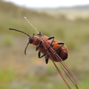 Ecnolagria grandis at Michelago, NSW - 26 Dec 2017