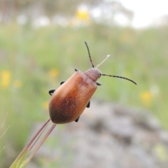 Ecnolagria grandis at Michelago, NSW - 26 Dec 2017