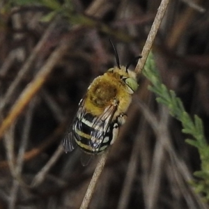 Amegilla sp. (genus) at Cotter River, ACT - 11 Jan 2018