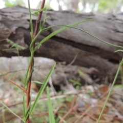 Convolvulus angustissimus subsp. angustissimus (Australian Bindweed) at Michelago, NSW - 26 Dec 2017 by michaelb
