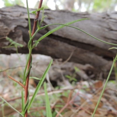 Convolvulus angustissimus subsp. angustissimus (Australian Bindweed) at Michelago, NSW - 26 Dec 2017 by michaelb