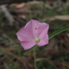 Convolvulus angustissimus subsp. angustissimus at Michelago, NSW - 26 Dec 2017