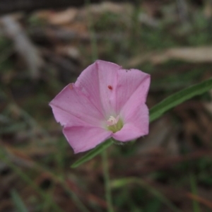 Convolvulus angustissimus subsp. angustissimus at Michelago, NSW - 26 Dec 2017