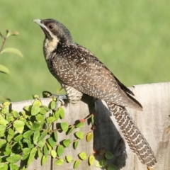 Eudynamys orientalis (Pacific Koel) at Merimbula, NSW - 10 Jan 2018 by Leo