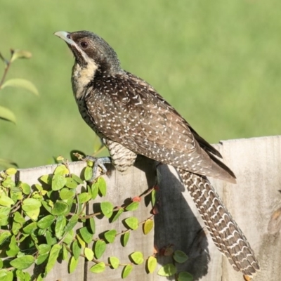 Eudynamys orientalis (Pacific Koel) at Merimbula, NSW - 10 Jan 2018 by Leo