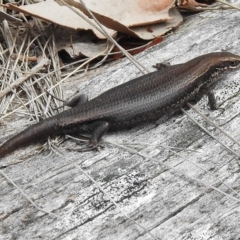 Pseudemoia entrecasteauxii (Woodland Tussock-skink) at Cotter River, ACT - 11 Jan 2018 by JohnBundock