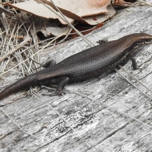 Pseudemoia entrecasteauxii at Cotter River, ACT - 11 Jan 2018