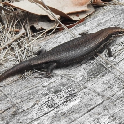 Pseudemoia entrecasteauxii (Woodland Tussock-skink) at Cotter River, ACT - 10 Jan 2018 by JohnBundock