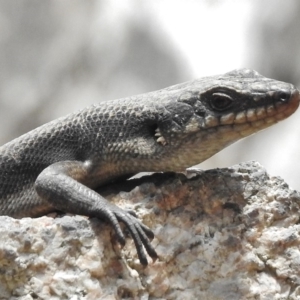 Egernia saxatilis at Paddys River, ACT - 10 Jan 2018