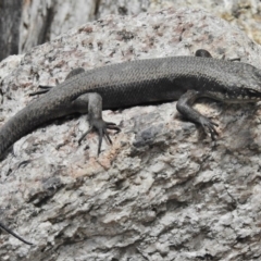 Egernia saxatilis at Paddys River, ACT - 10 Jan 2018