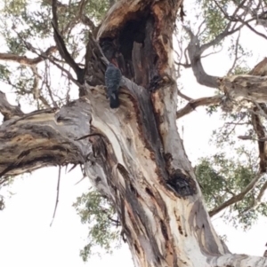 Callocephalon fimbriatum at Hughes, ACT - 11 Jan 2018