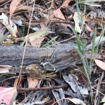 Pogona barbata (Eastern Bearded Dragon) at Red Hill Nature Reserve - 11 Jan 2018 by KL