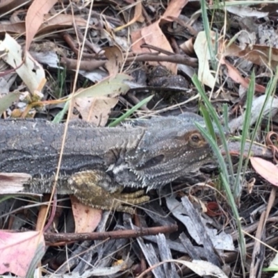 Pogona barbata (Eastern Bearded Dragon) at Red Hill to Yarralumla Creek - 11 Jan 2018 by KL