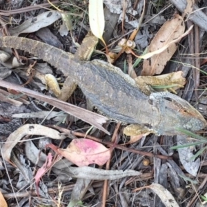 Pogona barbata at Hughes, ACT - suppressed