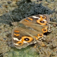 Junonia villida (Meadow Argus) at Gordon, ACT - 11 Jan 2018 by RodDeb