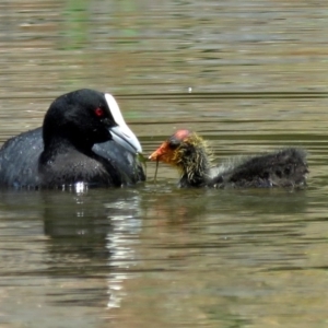 Fulica atra at Gordon, ACT - 11 Jan 2018