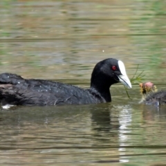 Fulica atra at Gordon, ACT - 11 Jan 2018