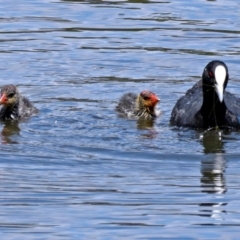 Fulica atra at Gordon, ACT - 11 Jan 2018