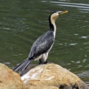 Microcarbo melanoleucos at Gordon, ACT - 11 Jan 2018