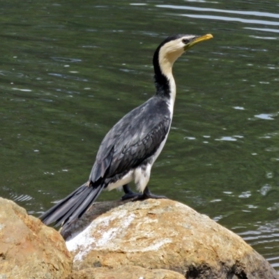 Microcarbo melanoleucos (Little Pied Cormorant) at Gordon, ACT - 10 Jan 2018 by RodDeb
