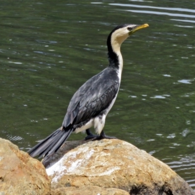 Microcarbo melanoleucos (Little Pied Cormorant) at Gordon Pond - 10 Jan 2018 by RodDeb