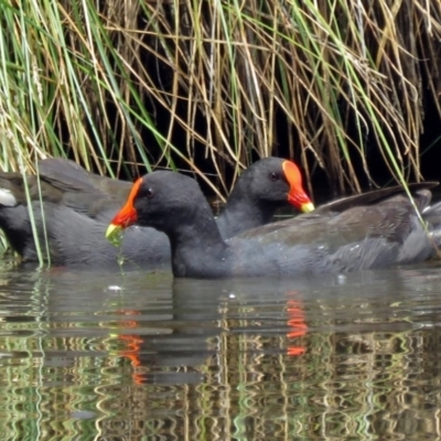 Gallinula tenebrosa (Dusky Moorhen) at Bonython, ACT - 11 Jan 2018 by RodDeb