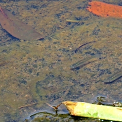 Gambusia holbrooki (Gambusia, Plague minnow, Mosquito fish) at Bonython, ACT - 10 Jan 2018 by RodDeb