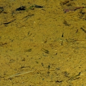 Gambusia holbrooki at Bonython, ACT - 11 Jan 2018