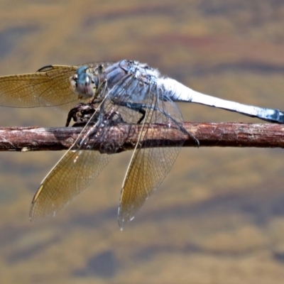 Orthetrum caledonicum (Blue Skimmer) at Bonython, ACT - 11 Jan 2018 by RodDeb