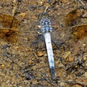 Orthetrum caledonicum at Bonython, ACT - 11 Jan 2018 11:13 AM