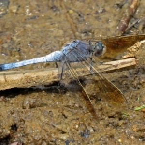 Orthetrum caledonicum at Bonython, ACT - 11 Jan 2018 11:13 AM