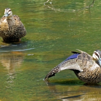 Anas superciliosa (Pacific Black Duck) at Gordon, ACT - 11 Jan 2018 by RodDeb