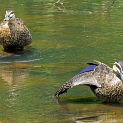 Anas superciliosa (Pacific Black Duck) at Gordon, ACT - 11 Jan 2018 by RodDeb