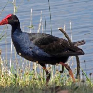 Porphyrio melanotus at Gordon, ACT - 11 Jan 2018