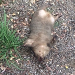 Vombatus ursinus (Common wombat, Bare-nosed Wombat) at Belconnen, ACT - 10 Jan 2018 by Tammy