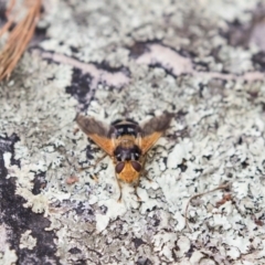 Microtropesa sp. (genus) (Tachinid fly) at Point 4999 - 26 Dec 2017 by gerardj