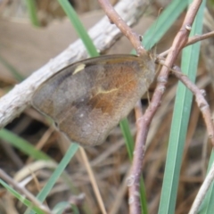 Heteronympha merope (Common Brown Butterfly) at Isaacs Ridge and Nearby - 2 Jan 2018 by Mike