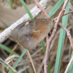 Heteronympha merope (Common Brown Butterfly) at Jerrabomberra, ACT - 3 Jan 2018 by Mike