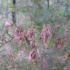 Acacia decurrens (Green Wattle) at Isaacs Ridge and Nearby - 2 Jan 2018 by Mike