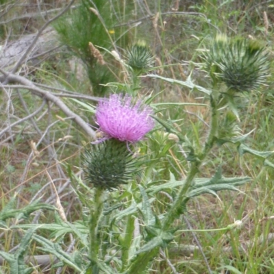 Cirsium vulgare (Spear Thistle) at Jerrabomberra, ACT - 3 Jan 2018 by Mike