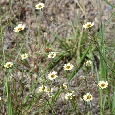 Tolpis barbata (Yellow Hawkweed) at Jerrabomberra, ACT - 2 Jan 2018 by Mike