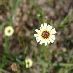 Tolpis barbata at Jerrabomberra, ACT - 3 Jan 2018 10:23 AM