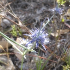 Eryngium ovinum (Blue Devil) at Isaacs Ridge and Nearby - 2 Jan 2018 by Mike