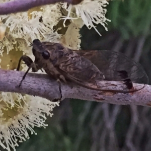 Galanga labeculata at Googong, NSW - 8 Jan 2018