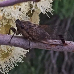 Galanga labeculata (Double-spotted cicada) at QPRC LGA - 8 Jan 2018 by Wandiyali